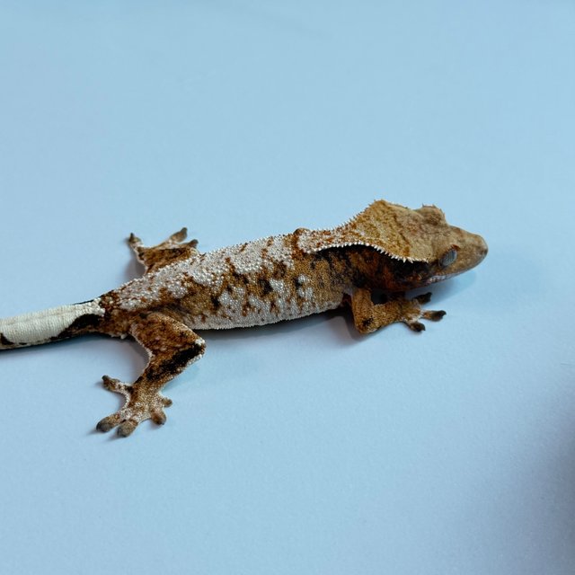 노멀 트라이 익스트림할리퀸 텐저린