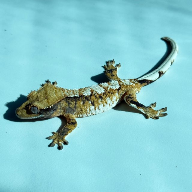 노멀 트라이 익스트림할리퀸