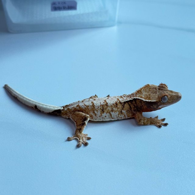 노멀 트라이 익스트림할리퀸