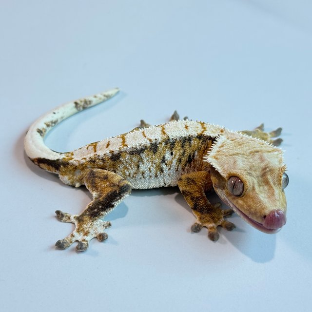 노멀 트라이 익스트림할리퀸