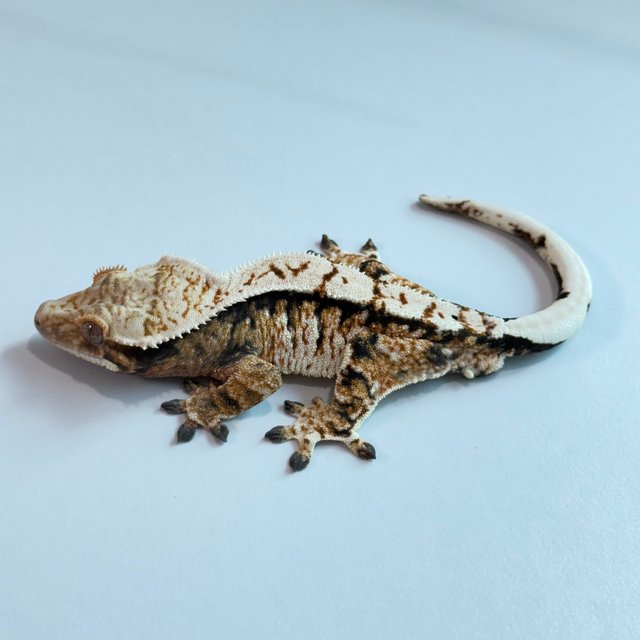 노멀 트라이 익스트림할리퀸 텐저린