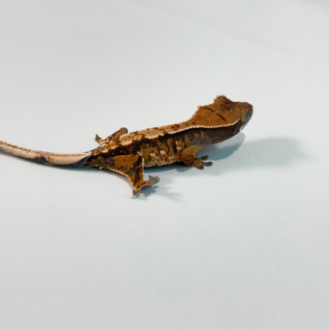 노멀 트라이 익스트림할리퀸 텐저린