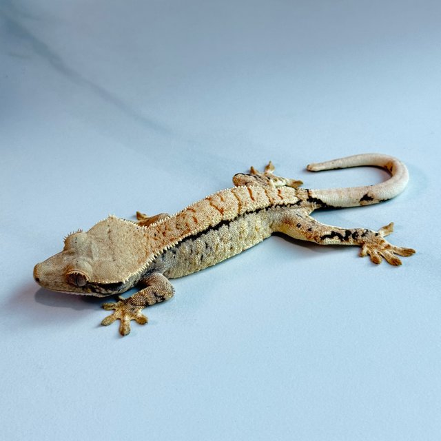 노멀 트라이 익스트림할리퀸