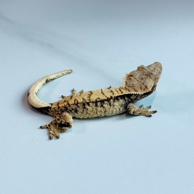 노멀 트라이 익스트림할리퀸