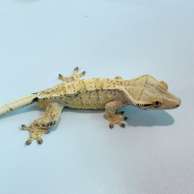 노멀 트라이 익스트림할리퀸