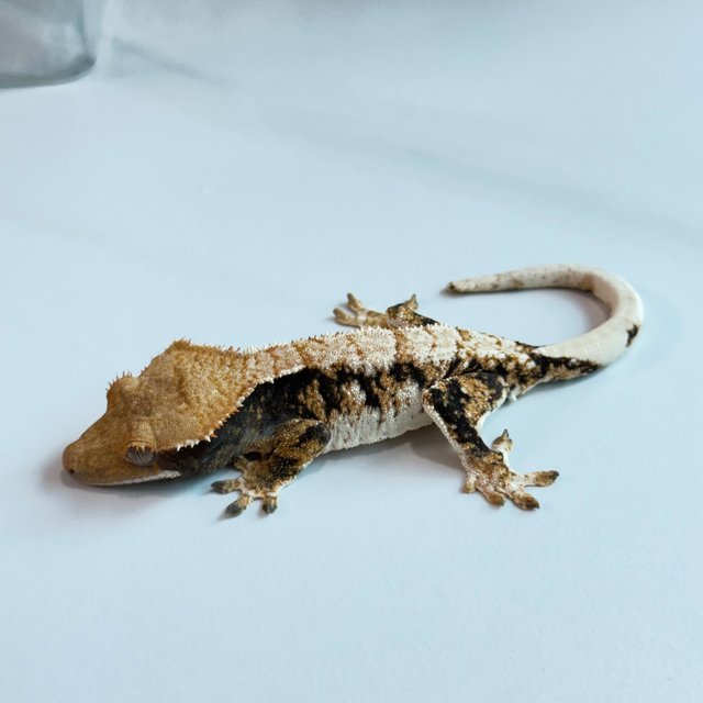 노멀 트라이 익스트림할리퀸 텐저린