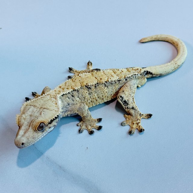 노멀 트라이 익스트림할리퀸