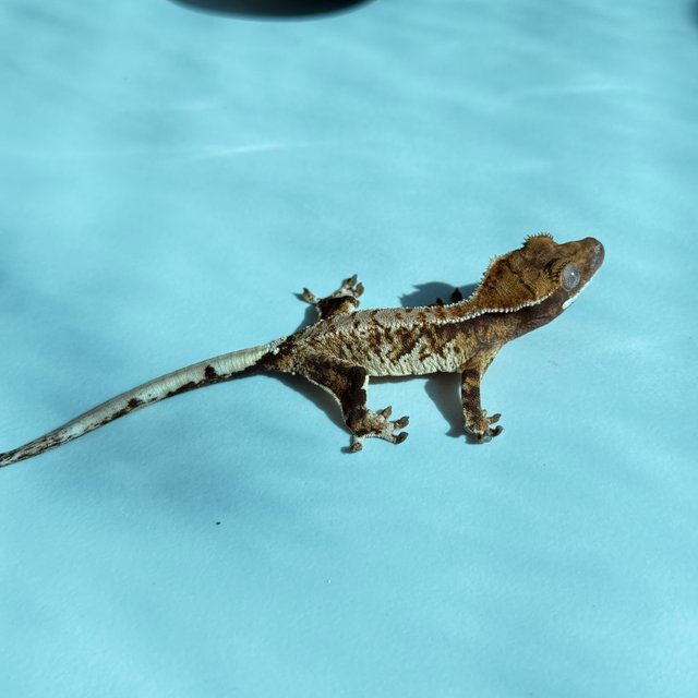 노멀 트라이 익스트림할리퀸 텐저린