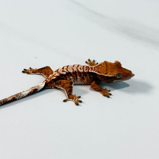 노멀 트라이 익스트림할리퀸 텐저린