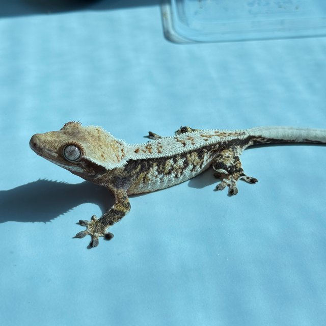 노멀 트라이 핀스트라이프 익스트림할리퀸 텐저린