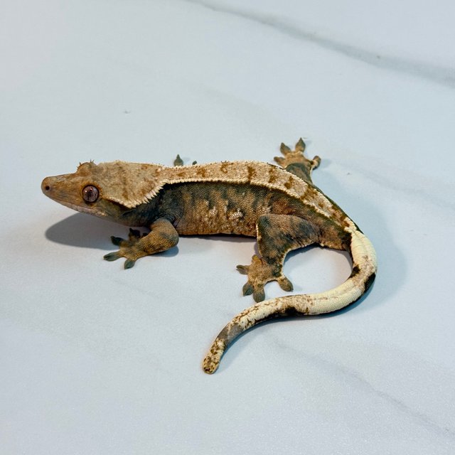 노멀 트라이 익스트림할리퀸 텐저린