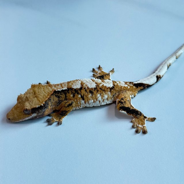 노멀 트라이 익스트림할리퀸