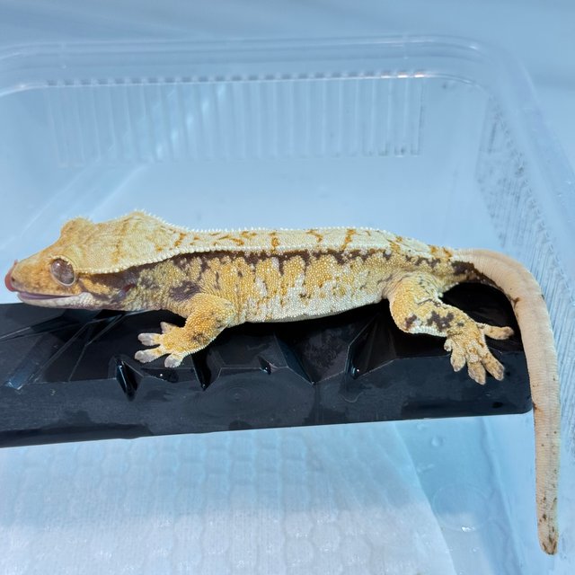 노멀 트라이 익스트림할리퀸