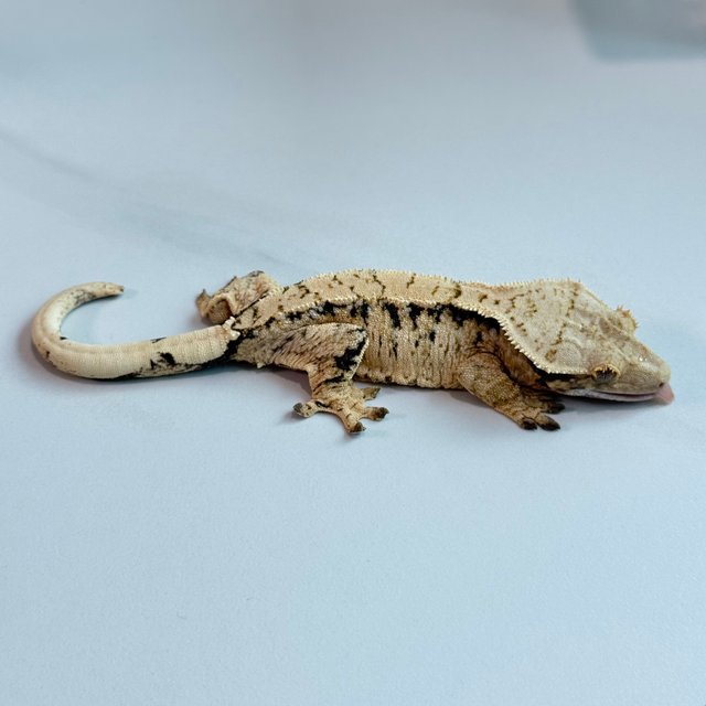 노멀 트라이 익스트림할리퀸