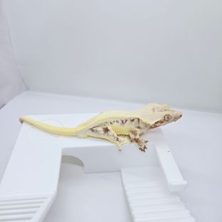 울집숫1