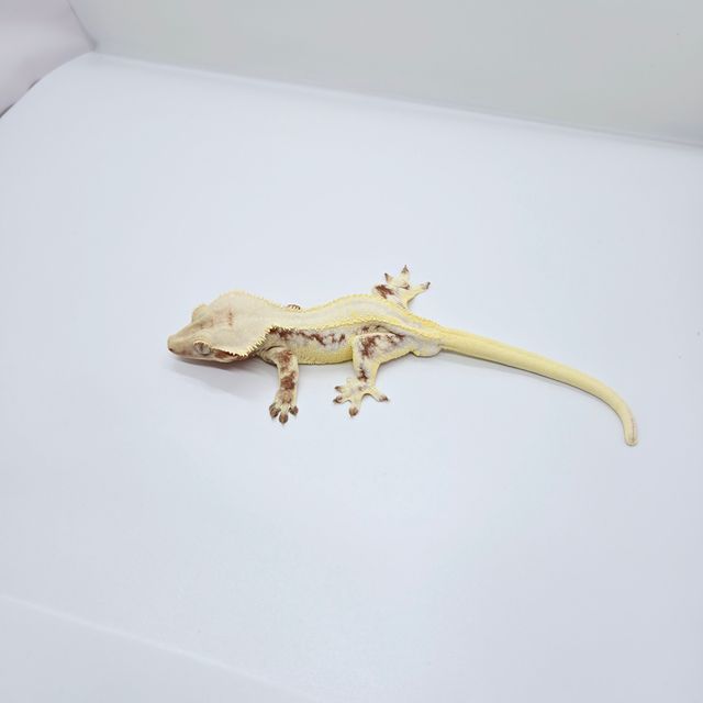 릴리화이트 레드