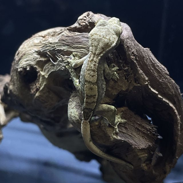 노멀 다크 할리퀸 핀스트라이프