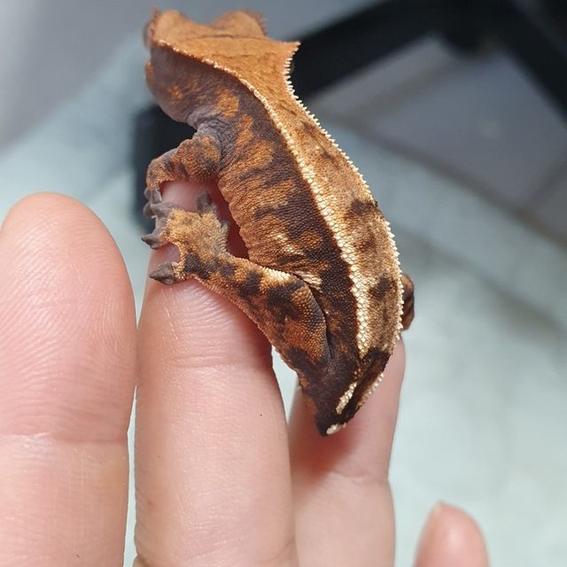 세이블