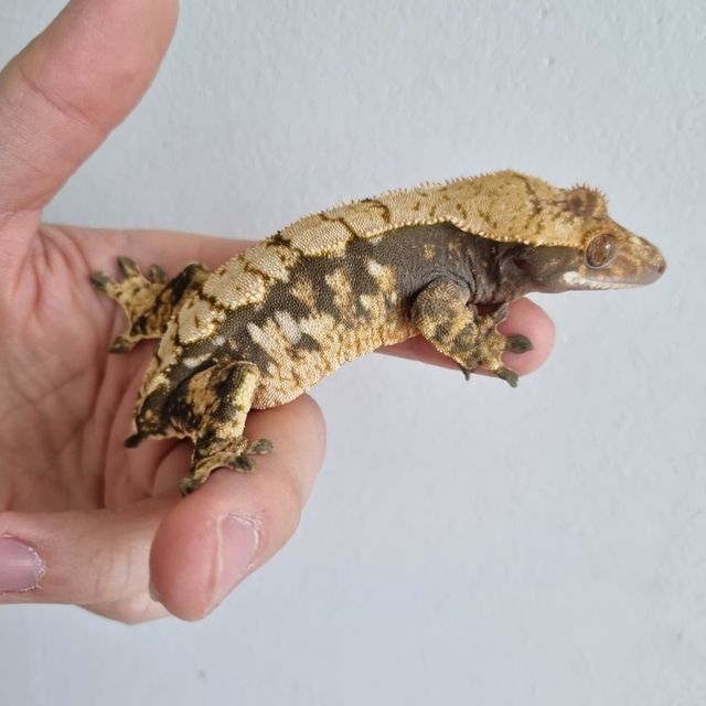 트라이
