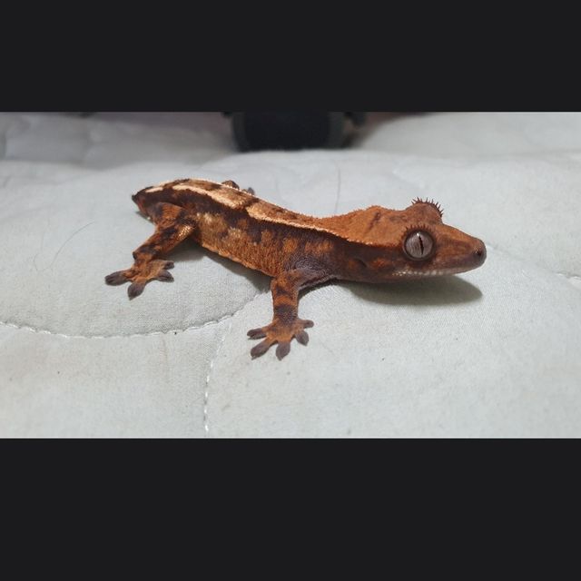 세이블
