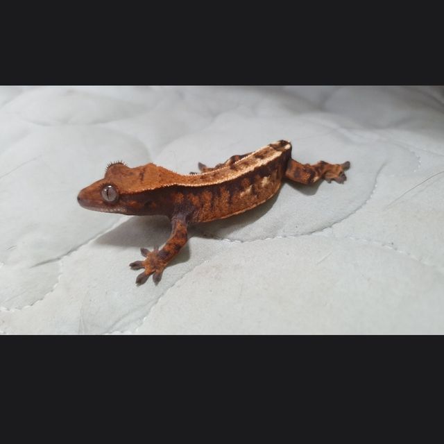 세이블