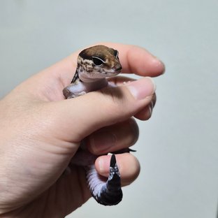 노멀 오레오 헷 패턴리스