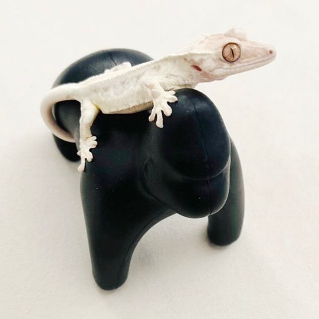 프라푸치노