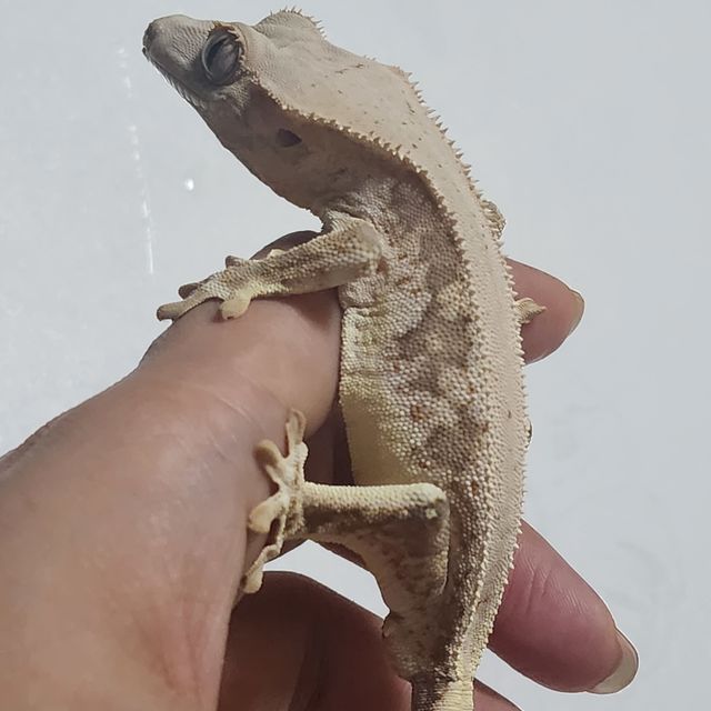 릴리화이트 트라이
