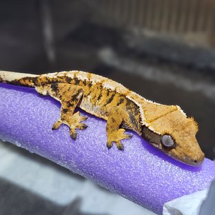 트라이 익스트림할리퀸 타이거