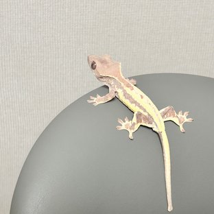 프라푸치노