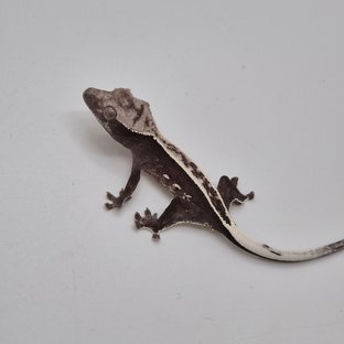 아잔틱