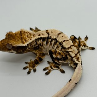 노멀 드리피 화이트스팟