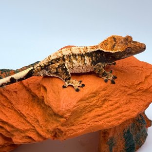 트라이 텐저린 익스트림할리퀸