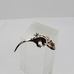 아잔틱