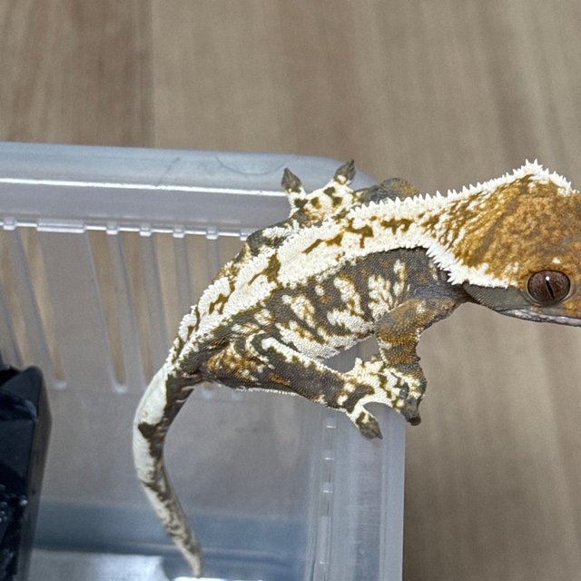 트라이 바브 익스트림할리퀸