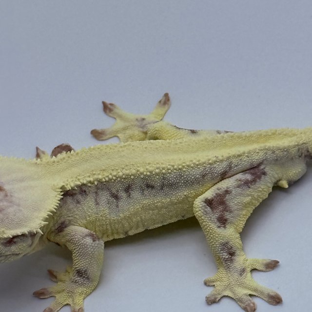 솔리드백 릴리 세이블