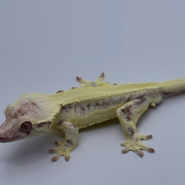 솔리드백 릴리 세이블