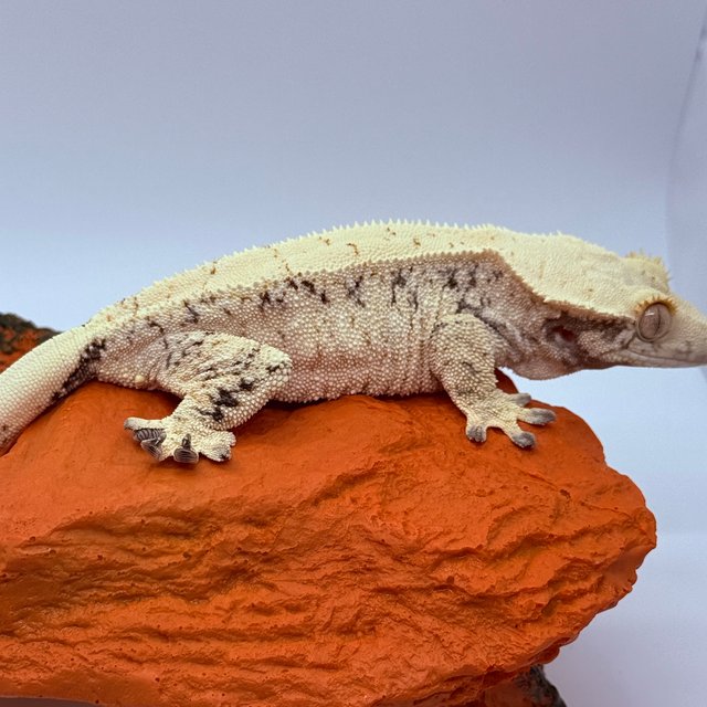 노멀 화이트스팟