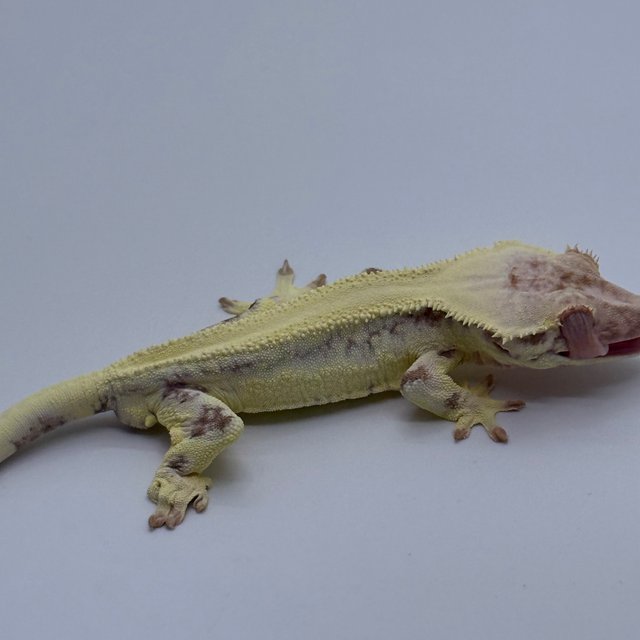 솔리드백 릴리 세이블