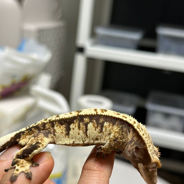 트라이 익스트림할리퀸
