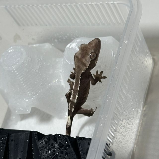 아잔틱