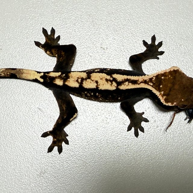 세이블 100%헷아잔틱