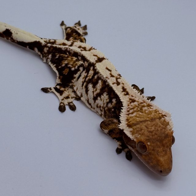 트라이 바브 익스트림할리퀸