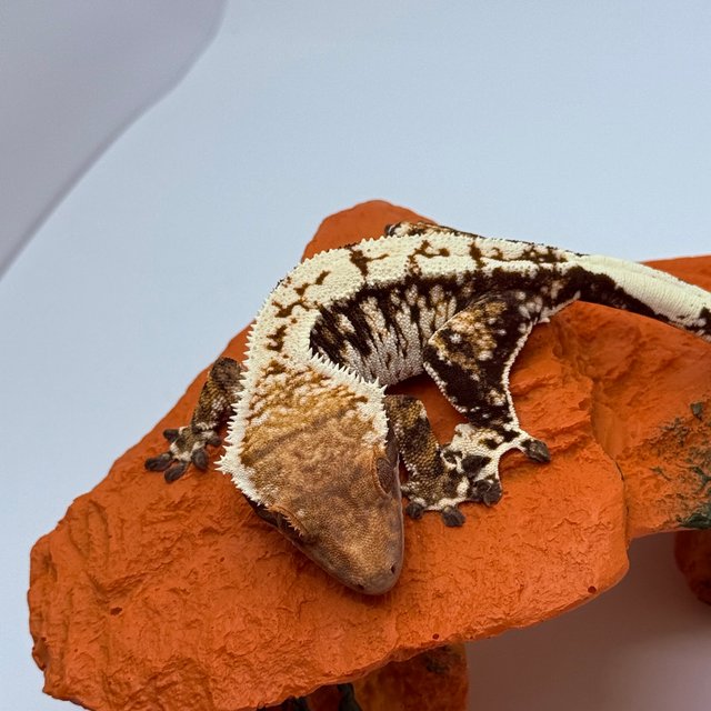 트라이 바브 익스트림할리퀸