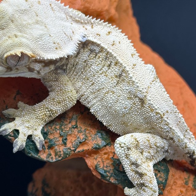 노멀 화이트스팟