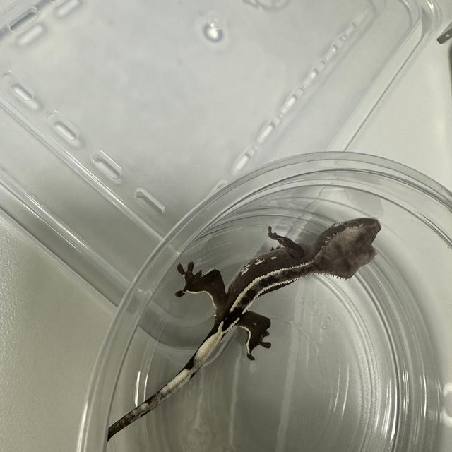 아잔틱