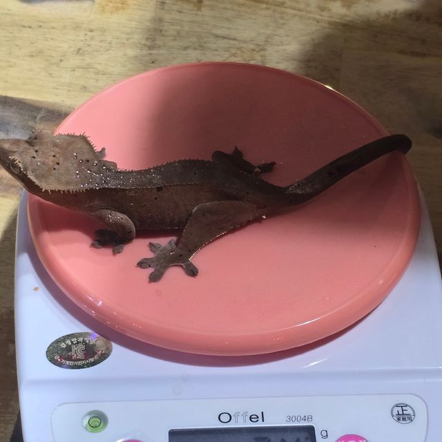 노멀