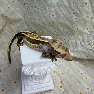 엠티백 쿼드 풀핀