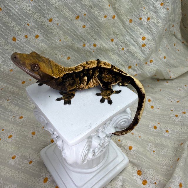 익스트림할리퀸 트라이