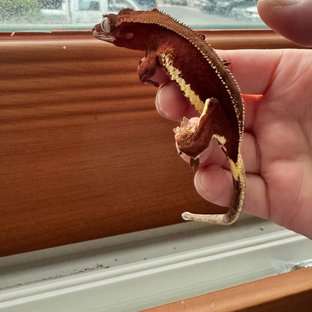 릴리화이트 팬텀 레드